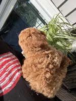 Chloe, a female Miniature Goldendoodle for sale in Johnston, RI – 3 of 10
