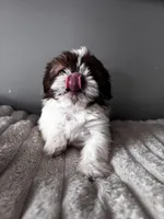 Tinkerbel, a female Shih Tzu for sale in Johnston, RI – Photo 5 of 6