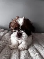 Tinkerbel, a female Shih Tzu for sale in Johnston, RI – Photo 6 of 6