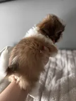 Tinkerbel, a female Shih Tzu for sale in Johnston, RI – Photo 4 of 6