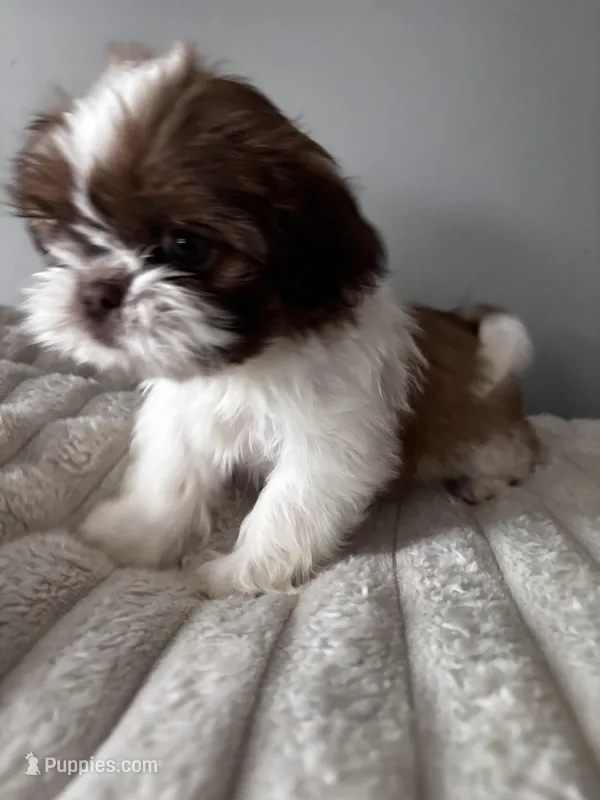 Tinkerbel – Shih Tzu puppy for sale in Johnston, RI