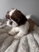 Tinkerbel, a female Shih Tzu for sale in Johnston, RI – Photo 2 of 6