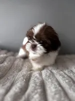 Tinkerbel, a female Shih Tzu for sale in Johnston, RI – Photo 3 of 6