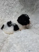 Jenny , a female Poodle - Toy  for sale in North Smithfield, RI – 3 of 8