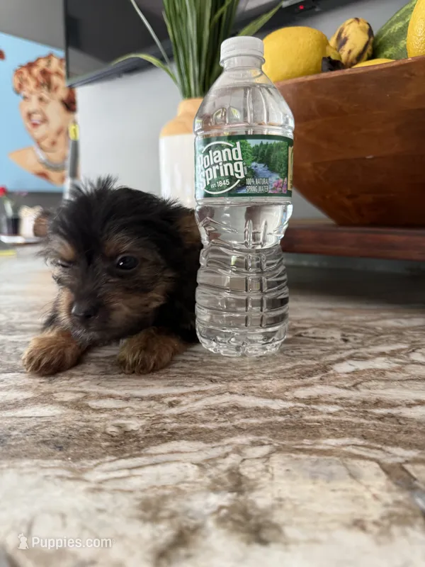 Tito – Yorkshire Terrier puppy for sale in Johnston, RI