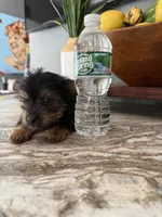 Tito, a male Yorkshire Terrier for sale in Johnston, RI – 1 of 8
