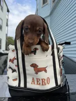 Layla, a female Miniature Dachshund for sale in North Smithfield, RI – 7 of 8
