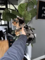 Brady  , a male Yorkshire Terrier for sale in Johnston, RI – Photo 7 of 8