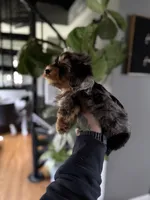 Brady  , a male Yorkshire Terrier for sale in Johnston, RI – Photo 2 of 8