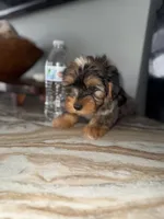 Brady  , a male Yorkshire Terrier for sale in Johnston, RI – Photo 4 of 8