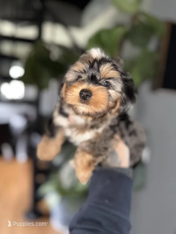 Brady   – Yorkshire Terrier puppy for sale in Johnston, RI