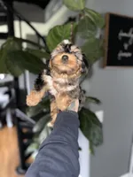 Brady  , a male Yorkshire Terrier for sale in Johnston, RI – Photo 6 of 8