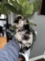 Brady  , a male Yorkshire Terrier for sale in Johnston, RI – Photo 8 of 8