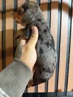 Mini Dachshund Tommy , a male Miniature Dachshund for sale in Johnston, RI – 5 of 8
