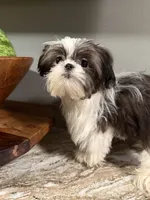 Max, a male Shih Tzu for sale in Johnston, RI – 8 of 9