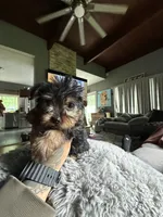 Chase , a male Yorkshire Terrier for sale in North Smithfield, RI – 2 of 10