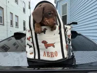 Layla, a female Miniature Dachshund for sale in North Smithfield, RI – 5 of 8
