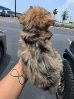 Lil Bindi, a female Yorkshire Terrier for sale in North Smithfield, RI – 10 of 10