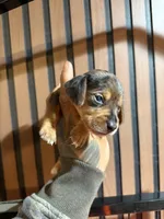 Mini Dachshund Tommy , a male Miniature Dachshund for sale in Johnston, RI – 3 of 8