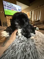 Stacy, a female Shih Tzu for sale in North Smithfield, RI – 5 of 10