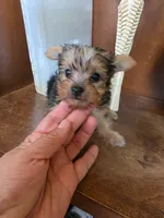 Milo, a male Yorkshire Terrier for sale in Johnston, RI – 3 of 3