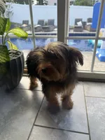 Tucker, a male Miniature Schnauzer and Yorkshire Terrier for sale in Johnston, RI – 10 of 10