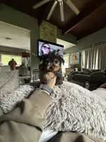 Chase , a male Yorkshire Terrier for sale in North Smithfield, RI – 5 of 10