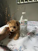 Lil Bindi, a female Yorkshire Terrier for sale in North Smithfield, RI – 3 of 10