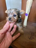 Milo, a male Yorkshire Terrier for sale in Johnston, RI – 2 of 3