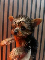 Stella, a female Yorkshire Terrier for sale in Johnston, RI – Photo 6 of 8