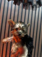 Stella, a female Yorkshire Terrier for sale in Johnston, RI – Photo 3 of 8