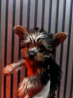 Stella, a female Yorkshire Terrier for sale in Johnston, RI – Photo 5 of 8