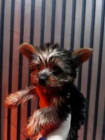 Stella, a female Yorkshire Terrier for sale in Johnston, RI – Photo 7 of 8
