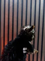 Stella, a female Yorkshire Terrier for sale in Johnston, RI – Photo 8 of 8