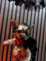 Stella, a female Yorkshire Terrier for sale in Johnston, RI – Photo 4 of 8