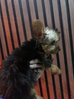 Stella, a female Yorkshire Terrier for sale in Johnston, RI – Photo 2 of 8