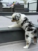 Peanut, a female Miniature Australian Shepherd for sale in Johnston, RI – 6 of 9
