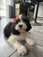 Sasha, a female Miniature Goldendoodle for sale in Johnston, RI – 1 of 3
