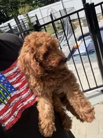 Maverick , a male Miniature Goldendoodle for sale in Johnston, RI – 7 of 10