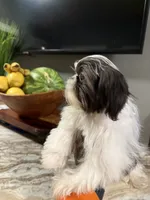 Max, a male Shih Tzu for sale in Johnston, RI – 4 of 9