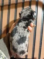 Chase Merle tri, a male Miniature Dachshund for sale in Johnston, RI – 2 of 7