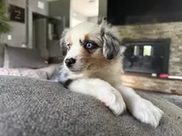 Peanut, a female Miniature Australian Shepherd for sale in Johnston, RI – 8 of 9