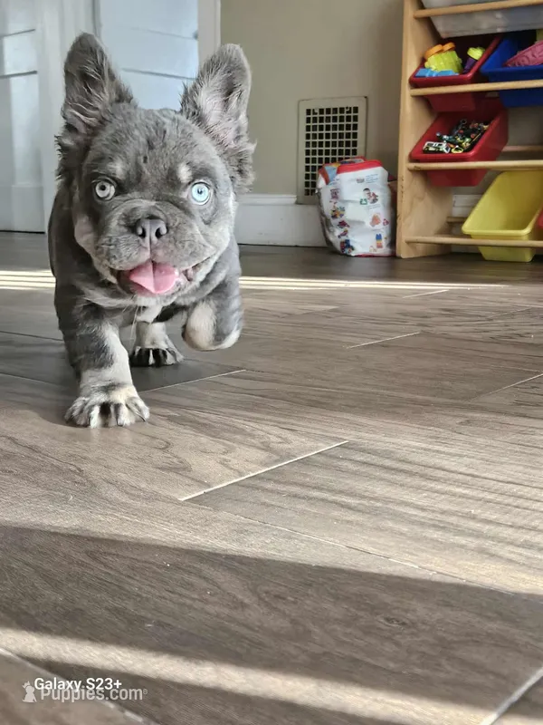 Lil Saint – French Bulldog puppy for sale in North Smithfield, RI