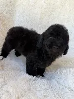 Teddy, a male Poodle - Toy  for sale in Johnston, RI – Photo 2 of 4