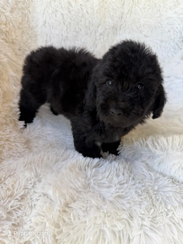 Teddy – Poodle - Toy  puppy for sale in Johnston, RI