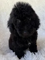 Teddy, a male Poodle - Toy  for sale in Johnston, RI – Photo 4 of 4