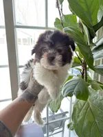 Jack, a male Mal Shi for sale in Johnston, RI – Photo 6 of 6