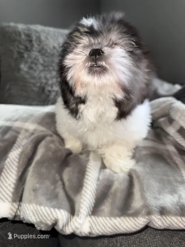 Jack – Mal Shi puppy for sale in Johnston, RI