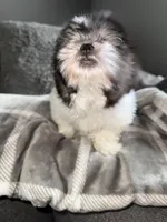 Jack, a male Mal Shi for sale in Johnston, RI – Photo 1 of 6