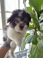 Jack, a male Mal Shi for sale in Johnston, RI – Photo 5 of 6